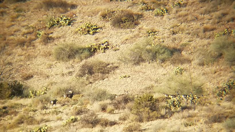 Following the sun to locate deer