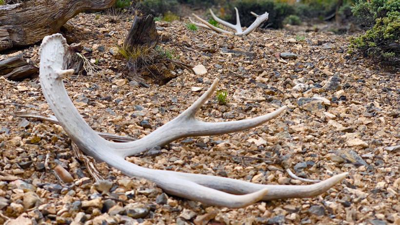 Shed hunting tips and regulations 2020 - 0d