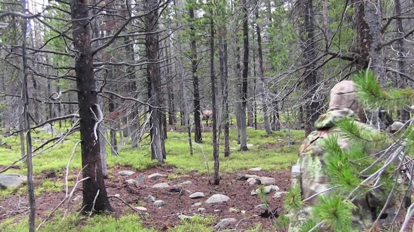 Early season elk hunting strategies