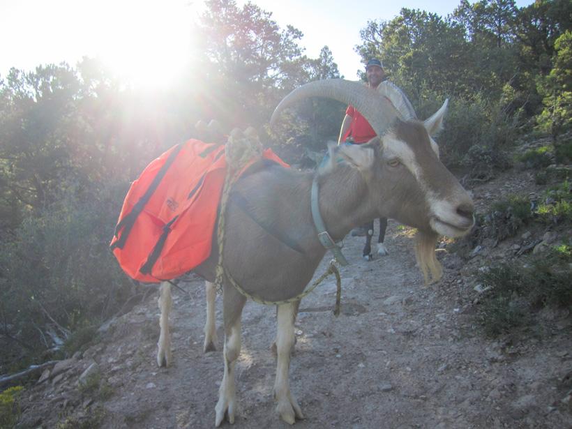 Pack goat with sunset