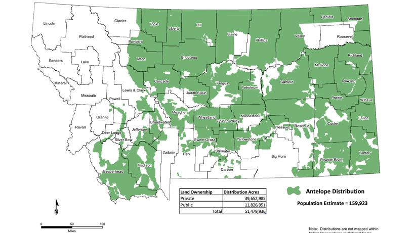 Montana current herd condition