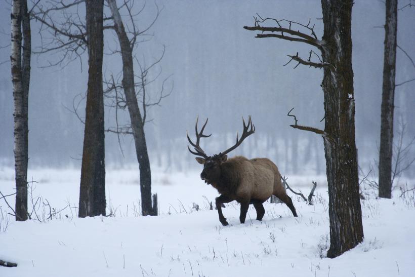 Bull elk during the late season