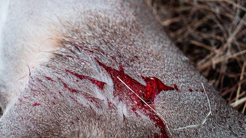 To bed or not to bed kirchner pic 5