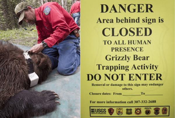 Biologists trap and collar grizzlies for required monitoring - 0