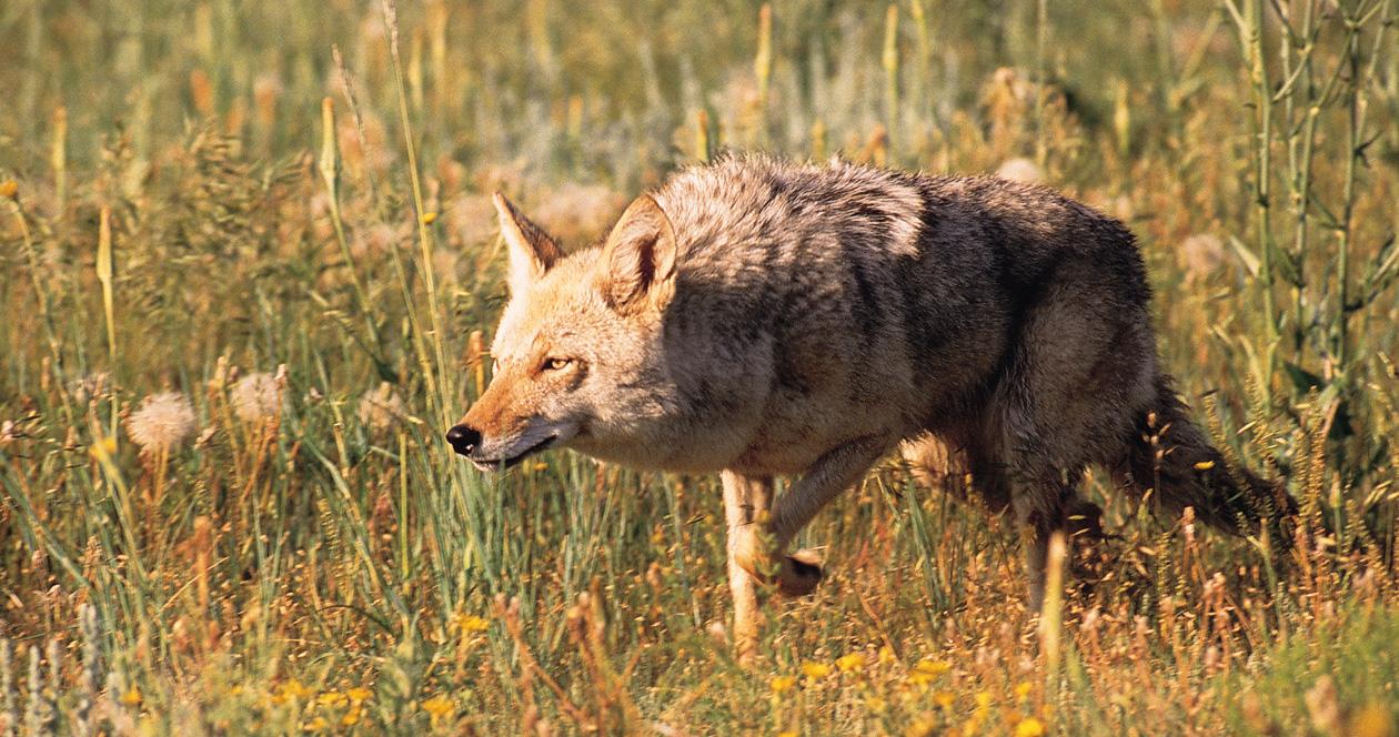 Oregon bans coyote hunting contests