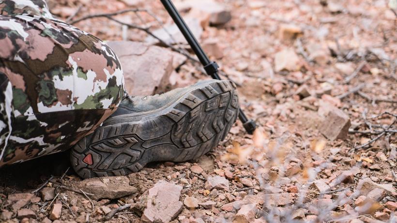 Glassing for bears in arizona