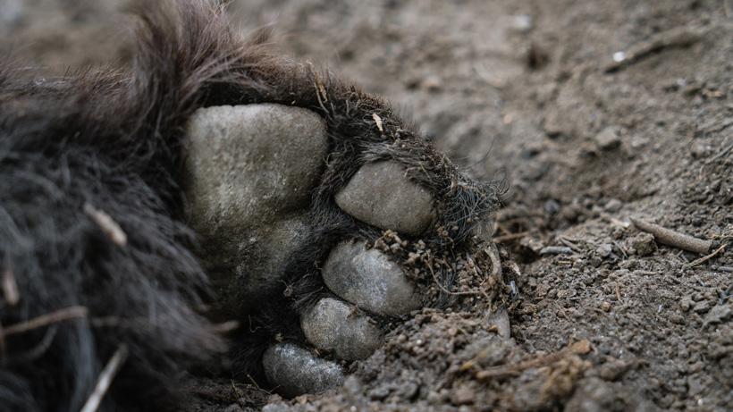Close up photo of black bear paw