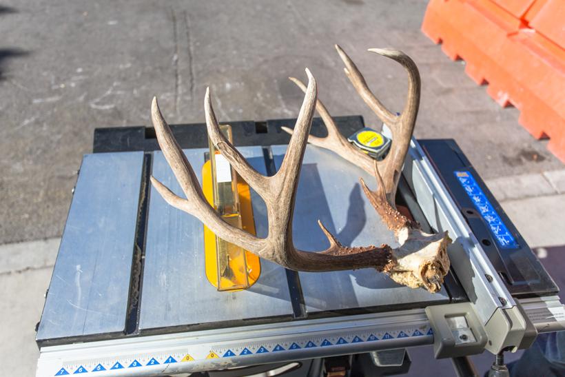 Skull ready for cutting 2