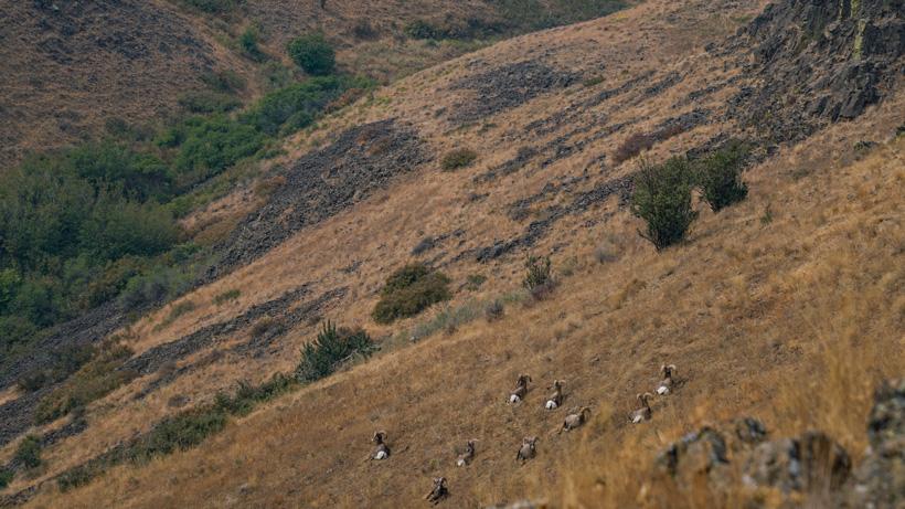 Band of wild sheep