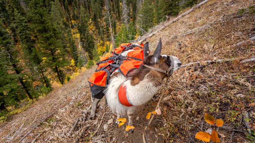 Steep terrain and llamas while hunting