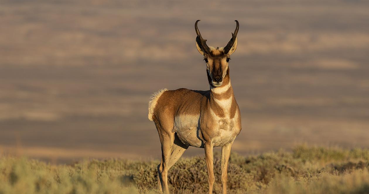 North Dakota expects fewer antelope during summer survey