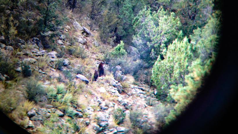Digiscoping a sow and cub black bear
