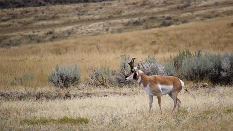 Backup antelope landowner tag pays off big time - 7