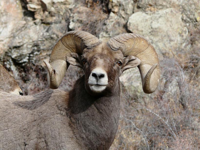 Bighorn ram in colorado