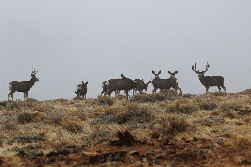 APPLICATION STRATEGY 2015: Utah mule deer - 4d