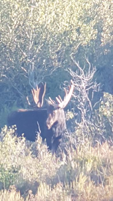 Summer scouting for idaho moose