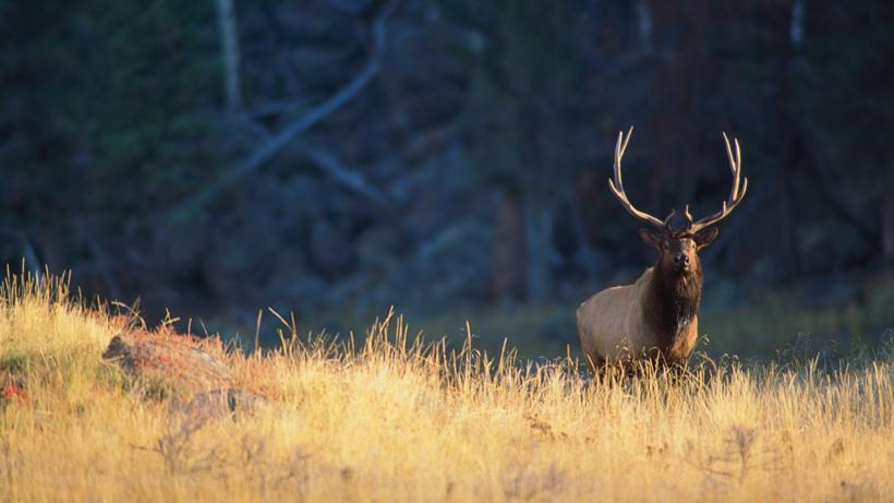 Full Breakdown of Colorado Elk Seasons - 0