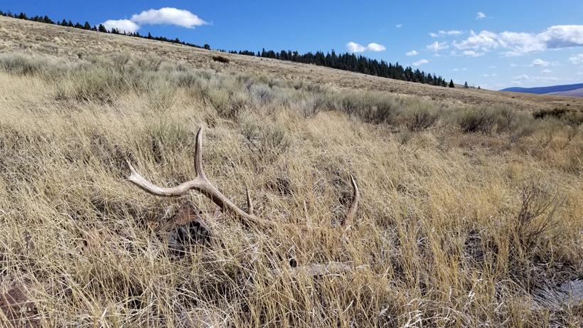 Shed hunting tips and regulations 2020 - 3d