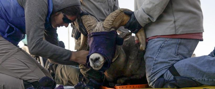 Wild Sheep conservation projects