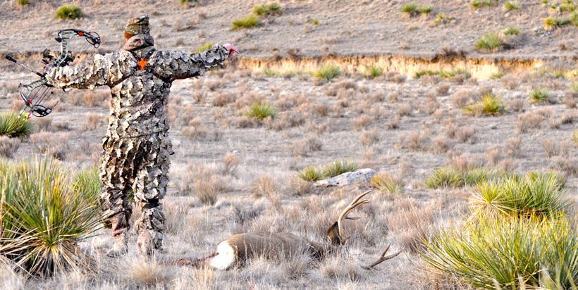 Walking up to an archery mule deer buck