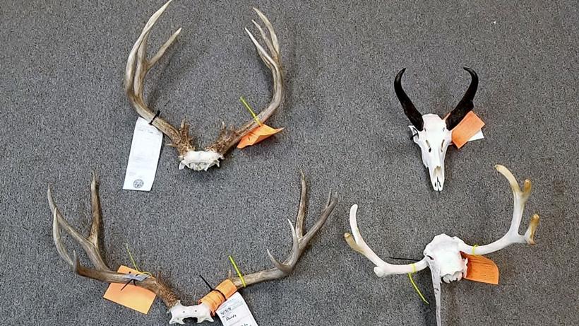 Florida men banned from hunting Colorado for life - 0