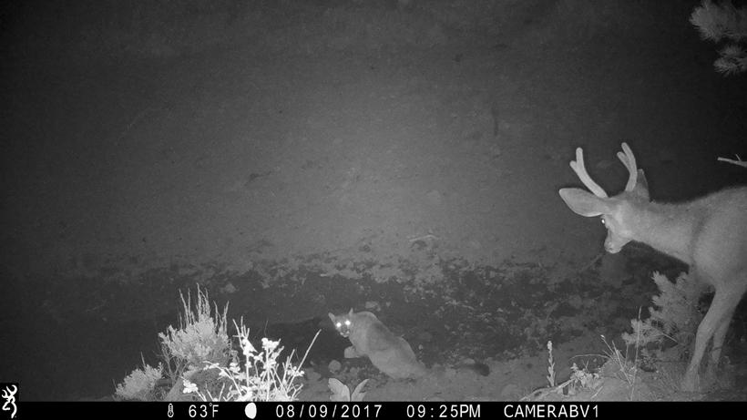 Trail camera placement tips - 1