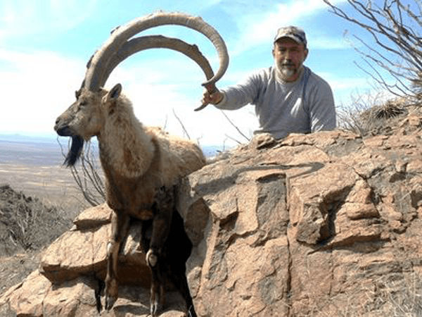 APPLICATION STRATEGY 2015: New Mexico sheep and exotics - 3d