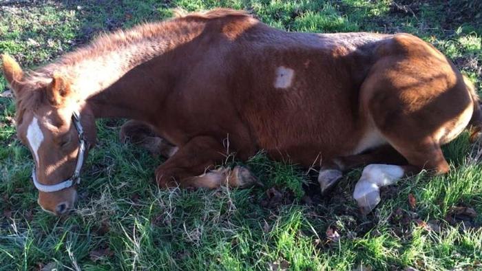 Horse shot in virginia by deer hunter