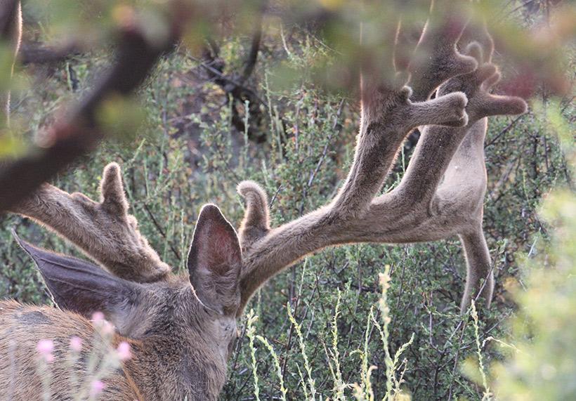 How to find your buck in a drought year - 2