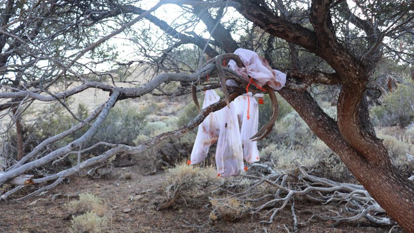 Hanging game bags of meat in shade of tree