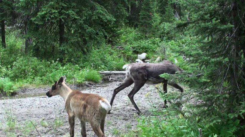 Two Selkirk mountain caribou