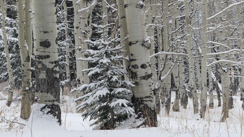Hunting elk in the snow