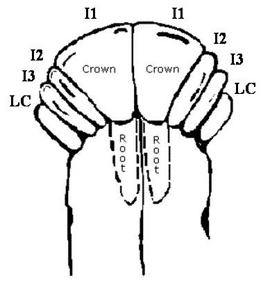 Incisor tooth type for hunters to remove_0