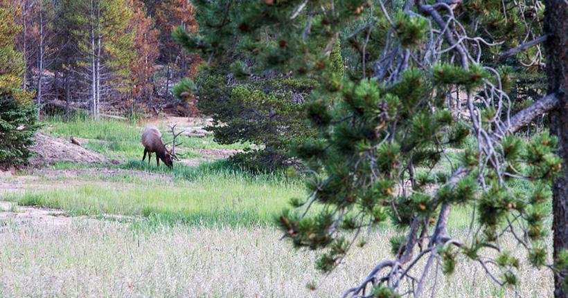 Feeding bull elk