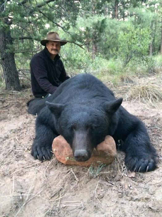 The unknown black bears of Arizona - 3