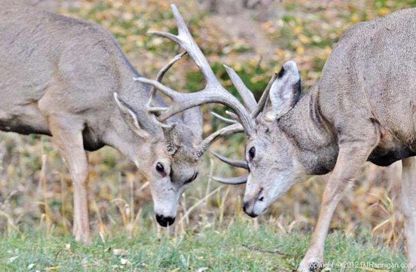 Mule deer bucks fighting