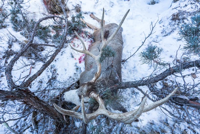 Holiday traditions: Hunting mule deer in the rut - 13