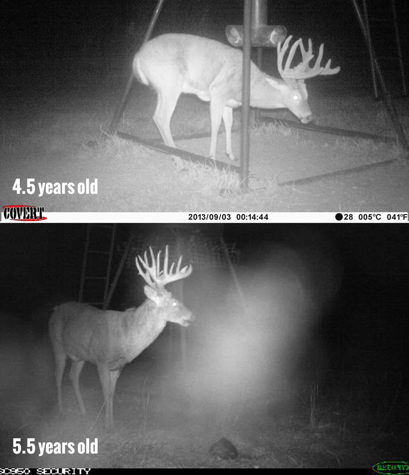 4.5 and 5.5 year old iowa whitetail buck