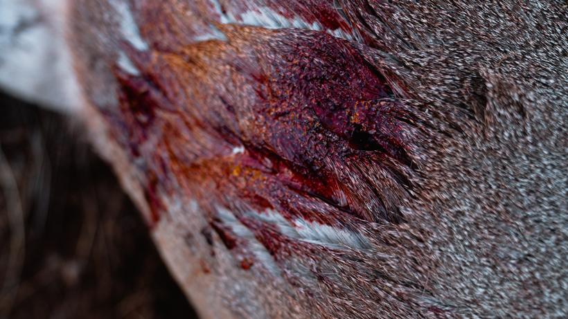 Heavy arrow resurgence kirchner 2