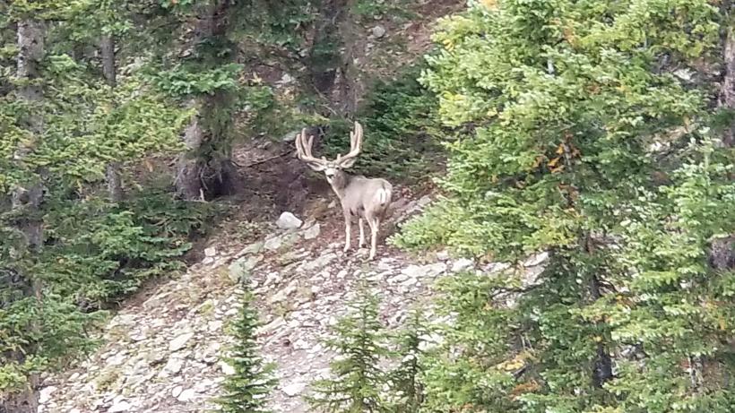 Planning your mule deer hunt in elk country - 0