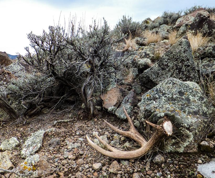 9 mule deer shed antler