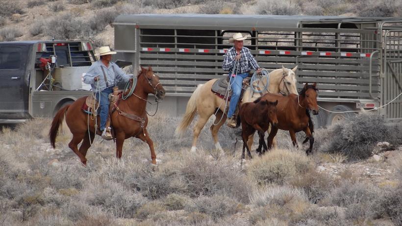 Blm wild horse roundup