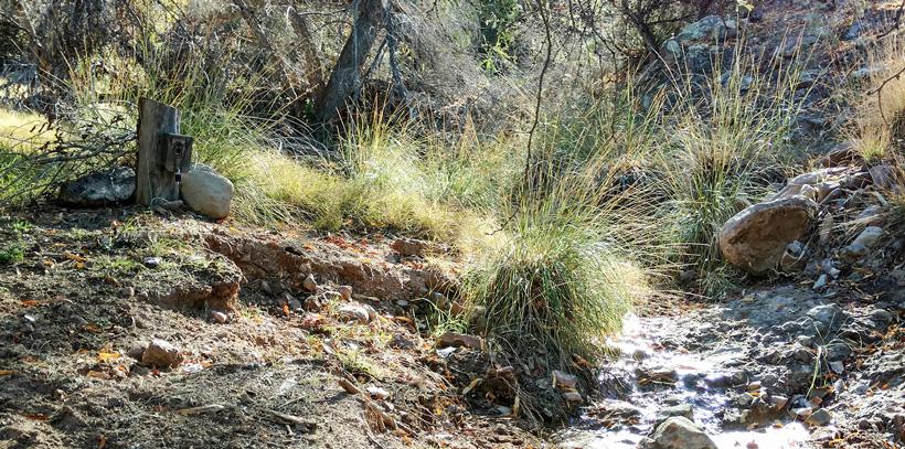 Trail camera on a water source