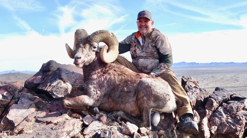 Dennis falls bighorn sheep