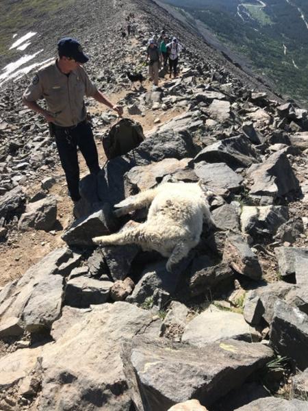 Mountain goats shot in colorado