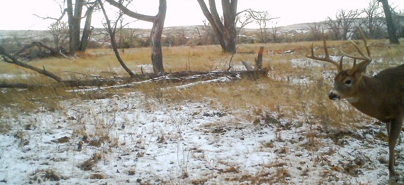Late season whitetai buck trail camera photo