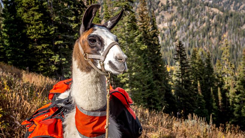 6 reasons why llamas are the ultimate pack animal for hunting - 9