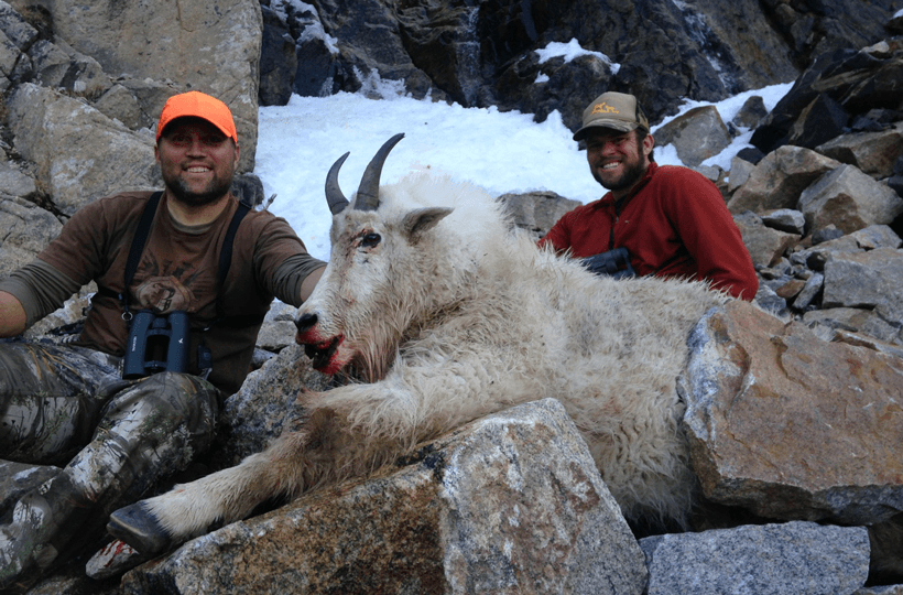 Shoshone lodge outfitters goat 3