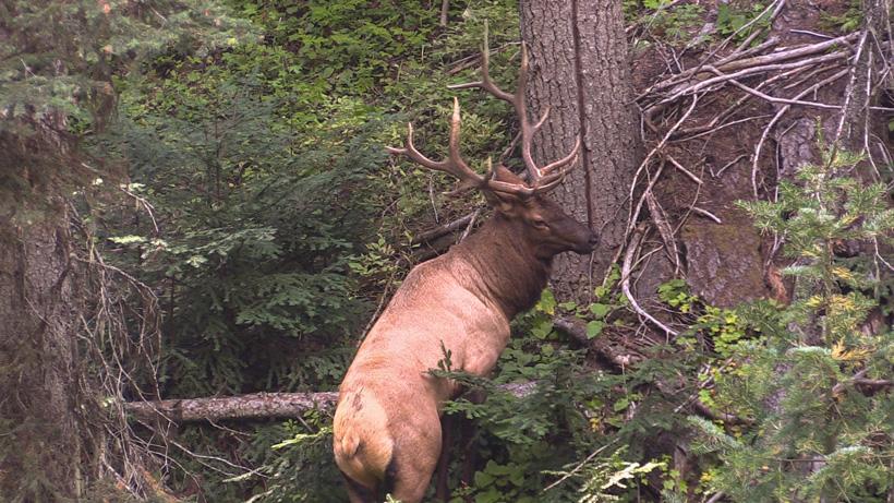 Calling in bull elk in thick timber