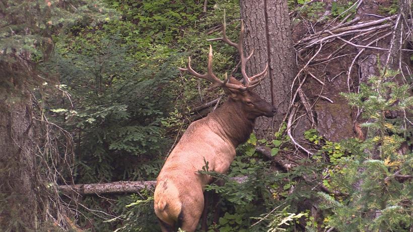 Avoid these top 10 elk hunting mistakes: Part 1 - 3d